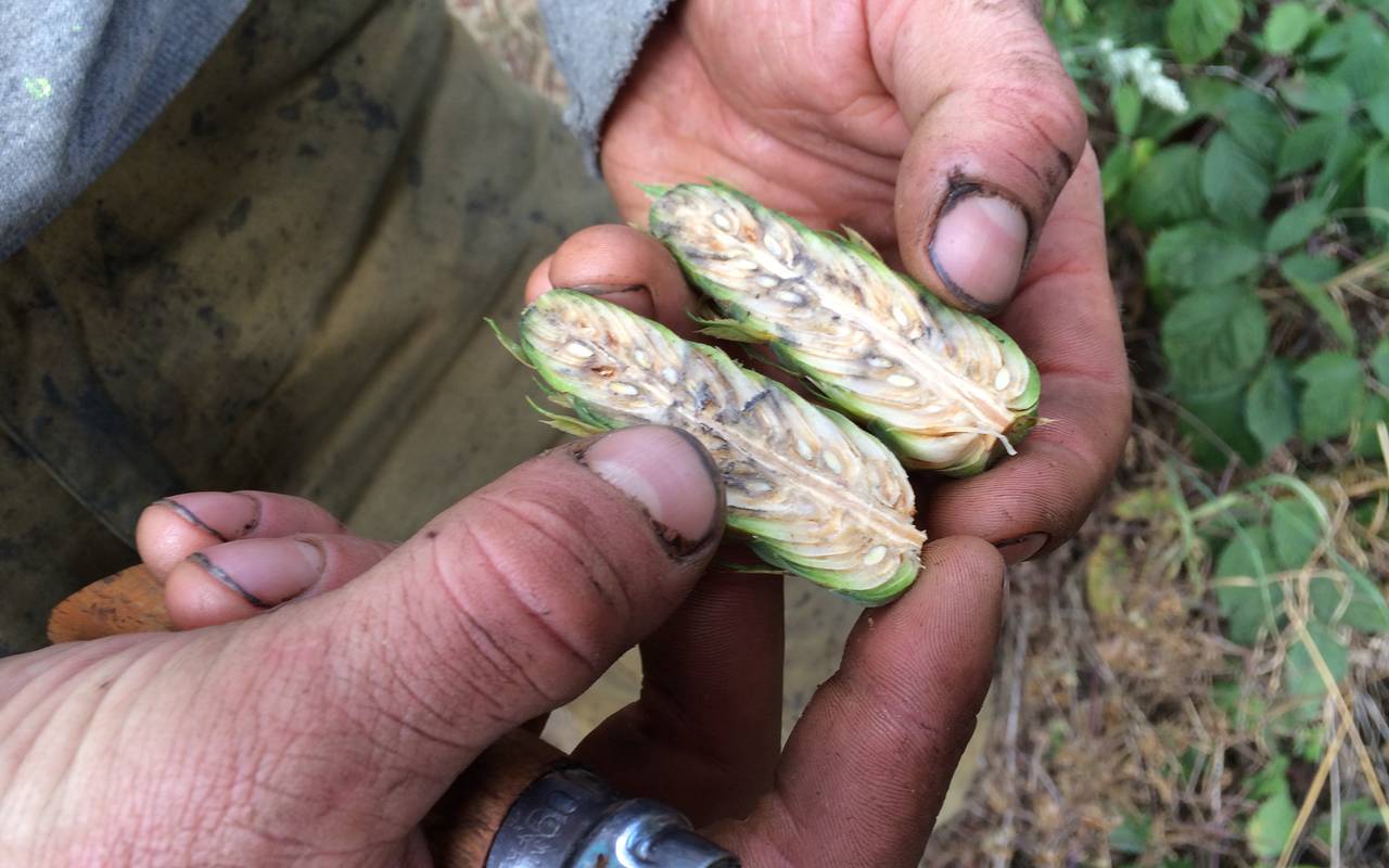 Der aufgeschnittene Douglasienzapfen sitzt voll mit Samen.