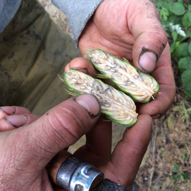 Der aufgeschnittene Douglasienzapfen sitzt voll mit Samen.