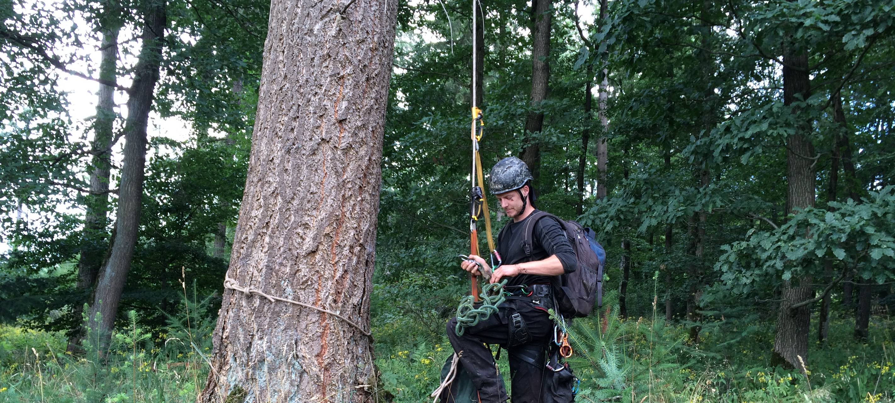 Fertig zum Aufsteig am Baum, um den Douglasienzapfen zu ernten.