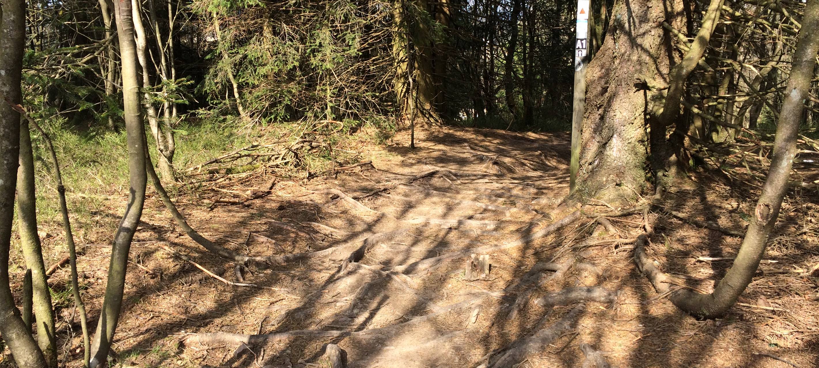 Ein Mountainbike-Trail auf dem Kahlen Asten. Solche Wurzelwege können sowohl für Biker wie für Wanderer gefährlich werden.