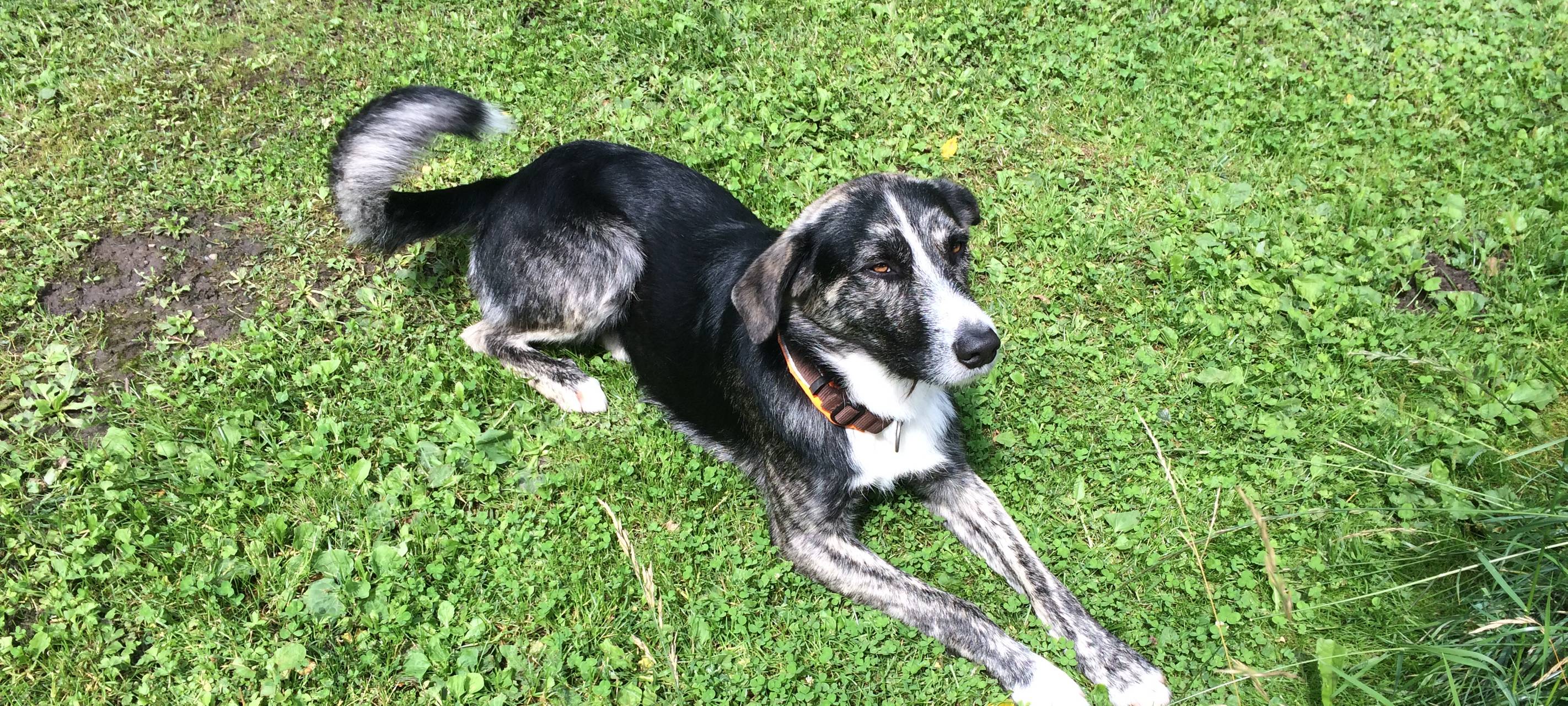 Peter Pan kommt ursprünglich aus Rumänien wo er mit seinen Geschwistern entsorgt wurde. Sie hatten Glück und wurden im Tierheim "Pfotenranch" in Sellmecke / Schmallenberg aufgenommen. Pan ist sehr sensibel und hat natürlich noch nicht viel kennengelernt. Daher sucht er ein liebevolles Zuhause bei Menschen die genügend Zeit u Geduld haben ihm die Sonnenseiten des Lebens zu zeigen. Wünschenswert wäre ein ländliches Zuhause.