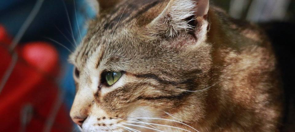 Sauerland: Belohnung für Hinweise zu Tierquälern