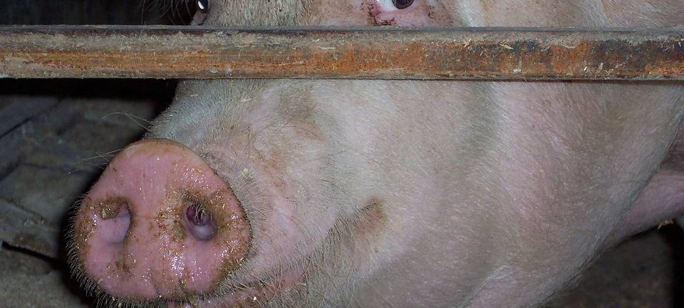 Schwein