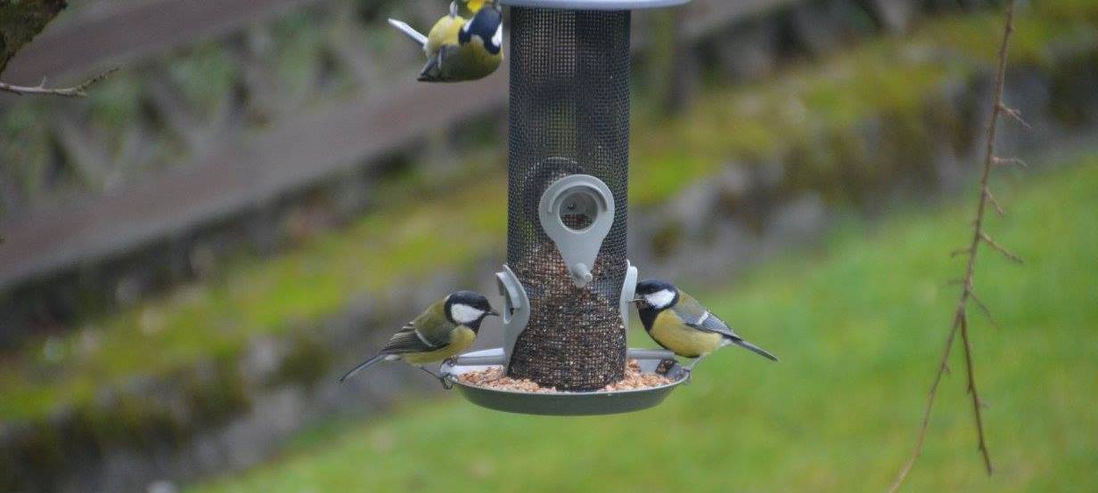 Welche Vögel leben im Sauerland?