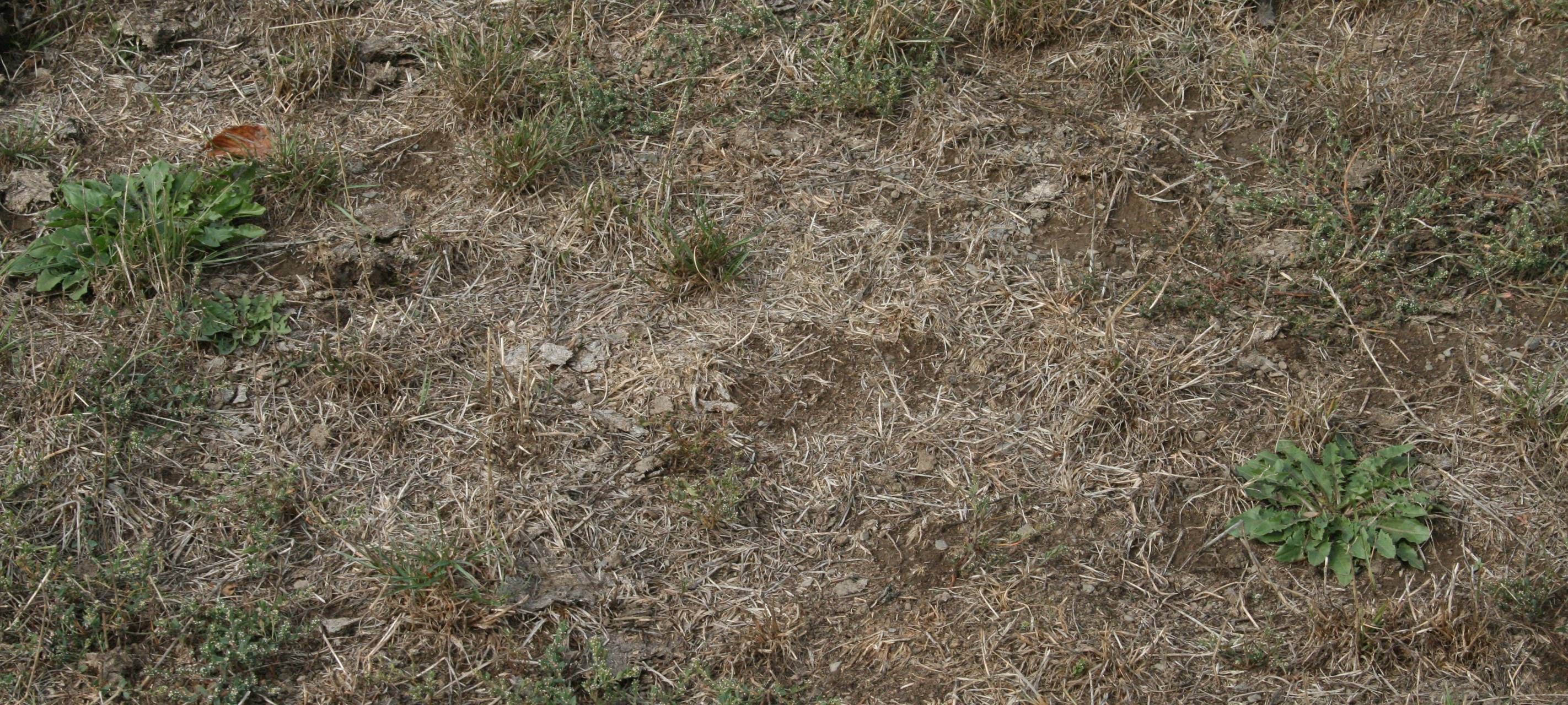 Dürre in Hallenberg-Braunshausen