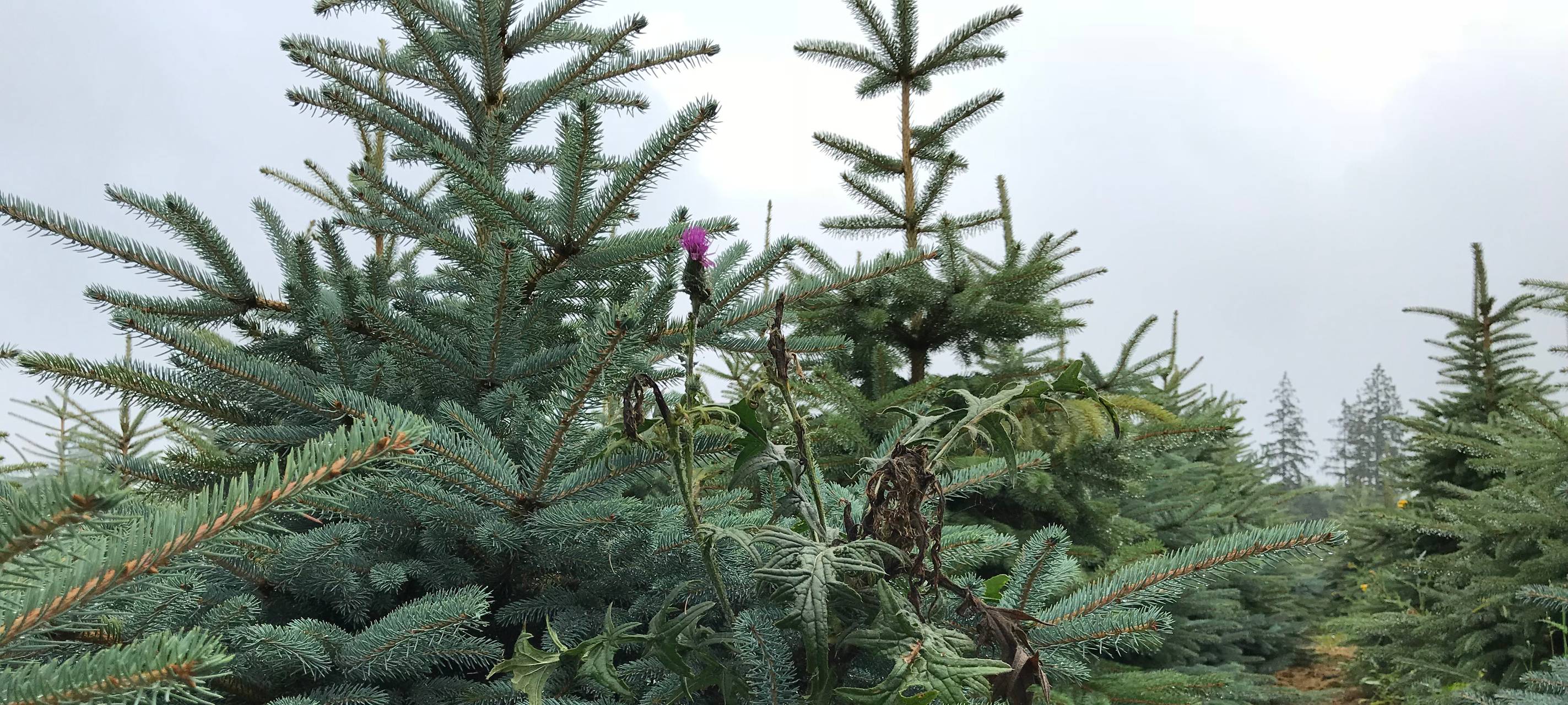Weihnachtsbaum-Feld von Eberhard Hennecke aus Sundern Dörnholthausen