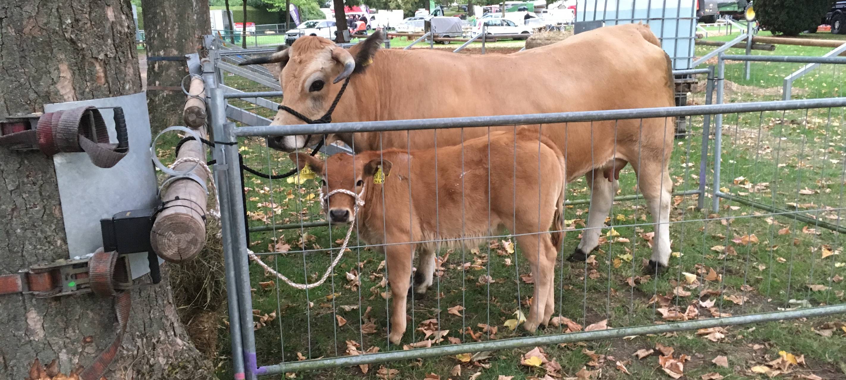 In Hüsten ist heute große Tierschau