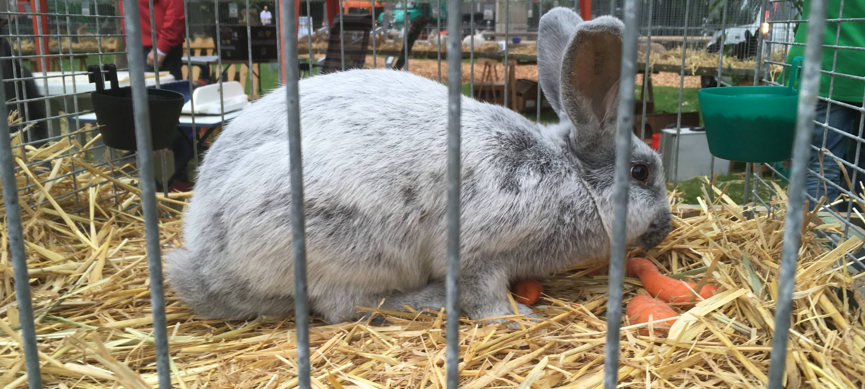 Tierschau in Hüsten 2018.