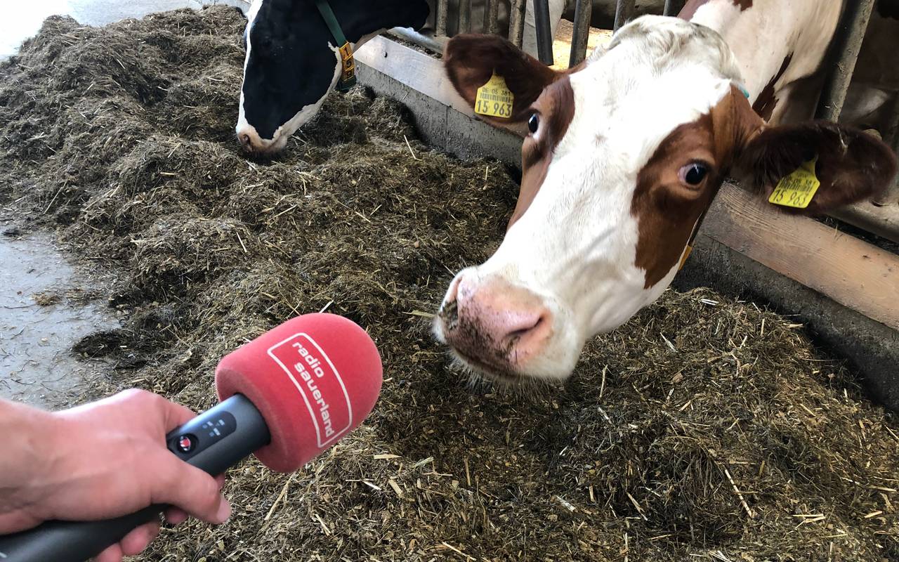 Kühe bei Pressekonferenz Offene Hoftore
