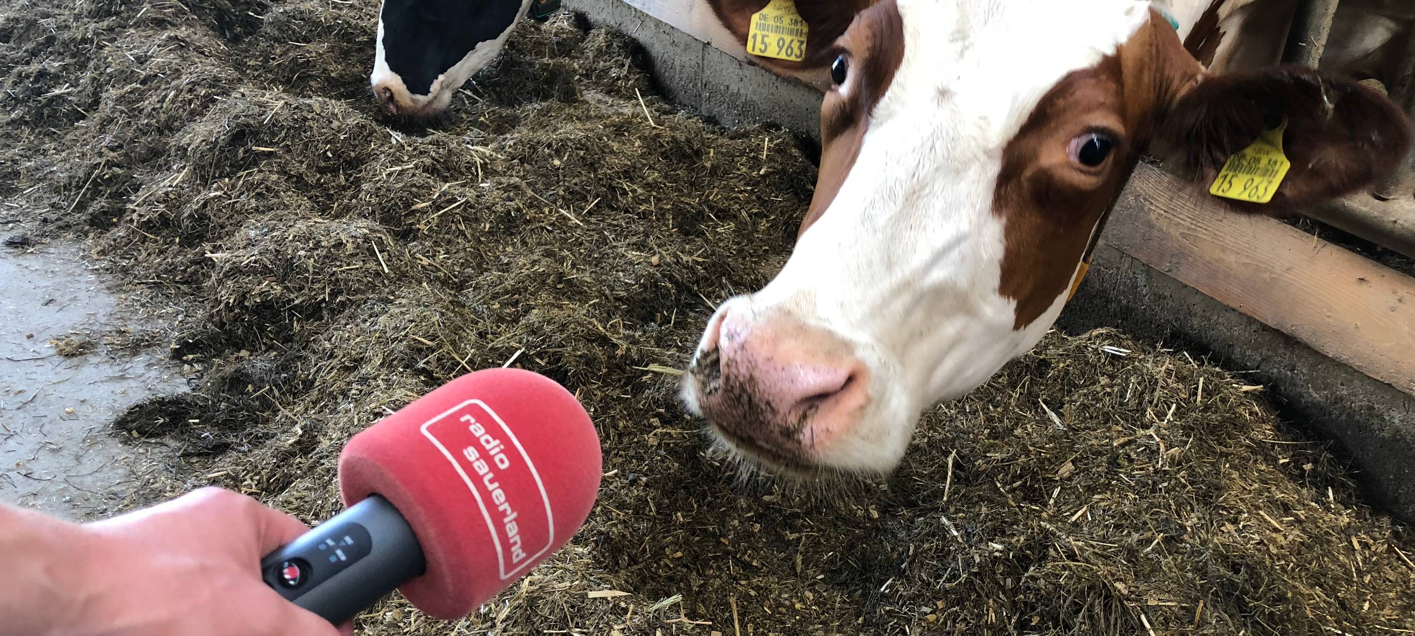 Kühe bei Pressekonferenz Offene Hoftore