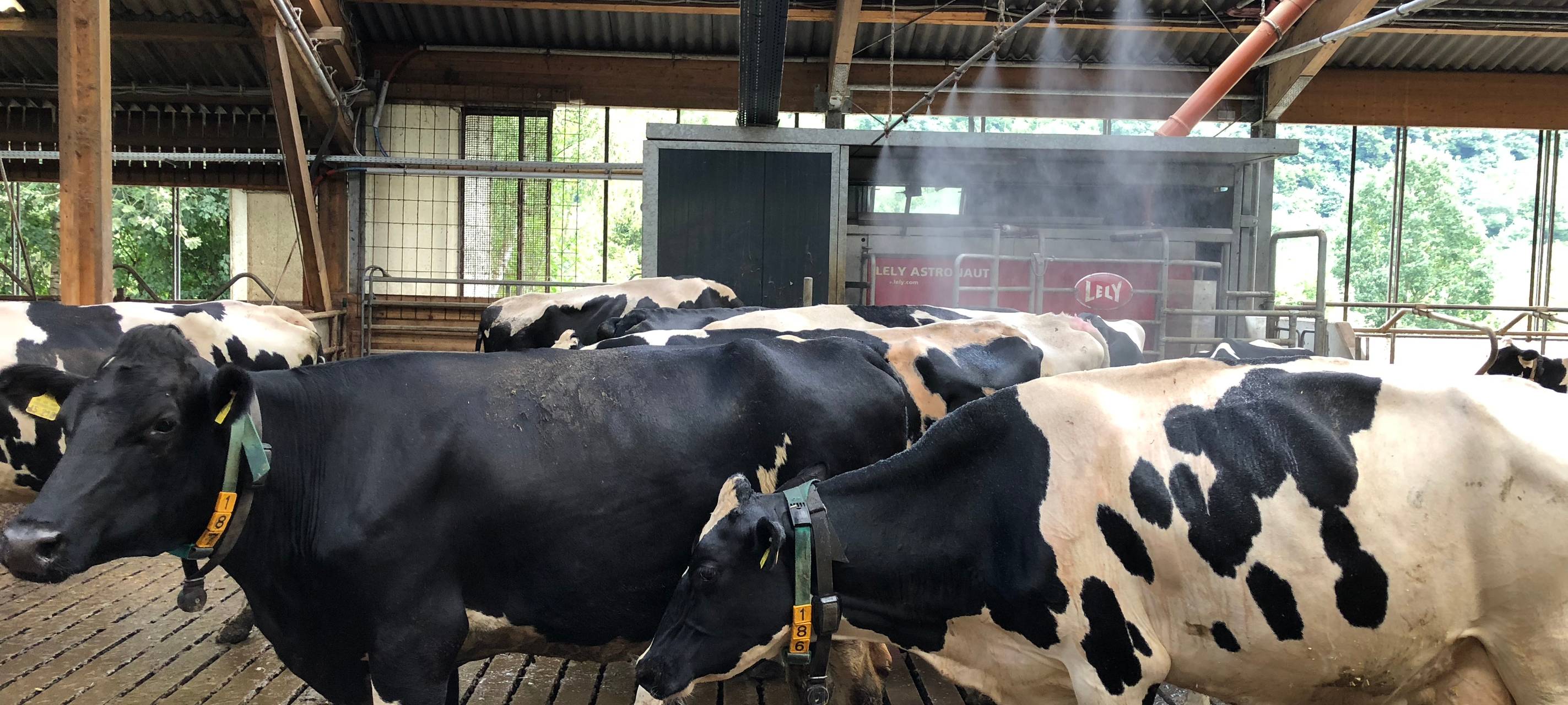 Kühe bei Pressekonferenz Offene Hoftore - Abkühlung