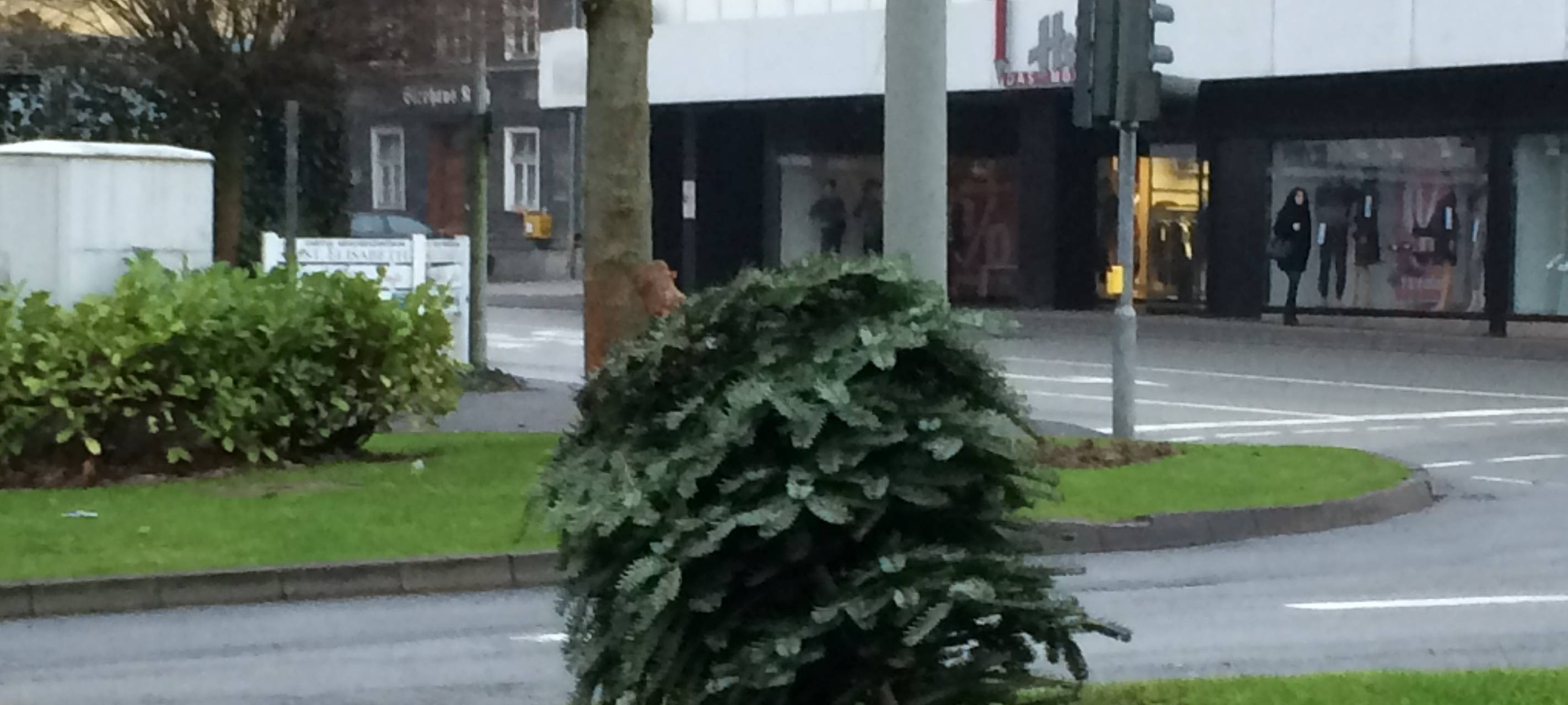 In Meschede verzögert sich die Baumabholung