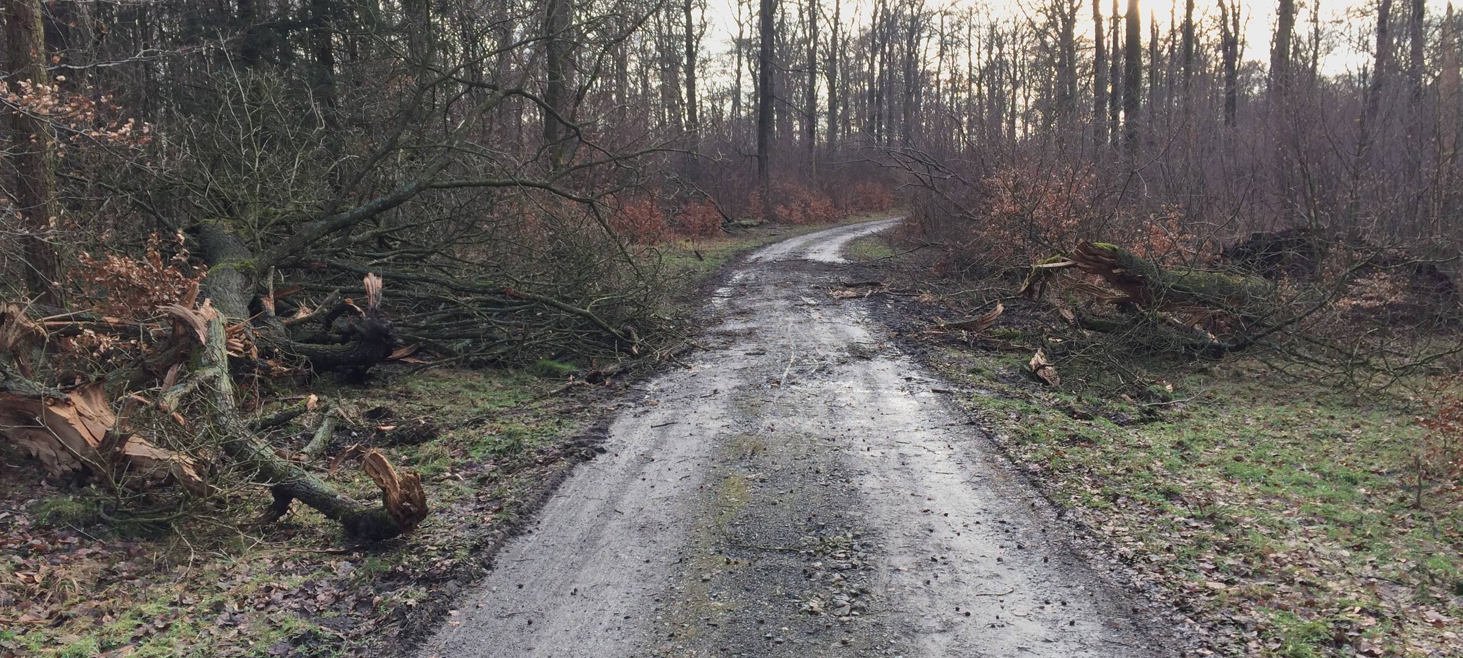 Sturmschäden nach dem Sturm Friederike (18.1.2018) im Staatsforst Bredelar.