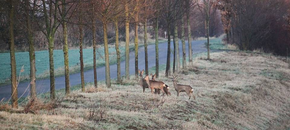 Wildwechsel
