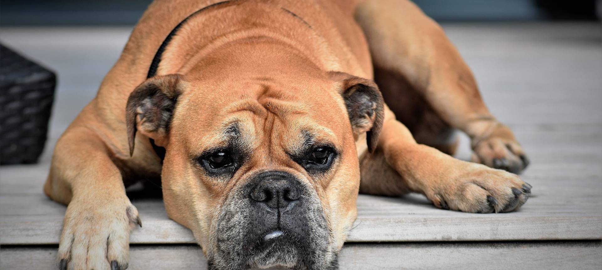 Hund Tier Haustier