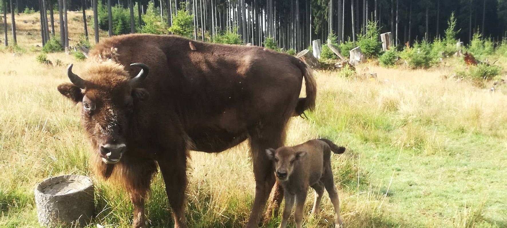 Schmallenberg kontra Wisente