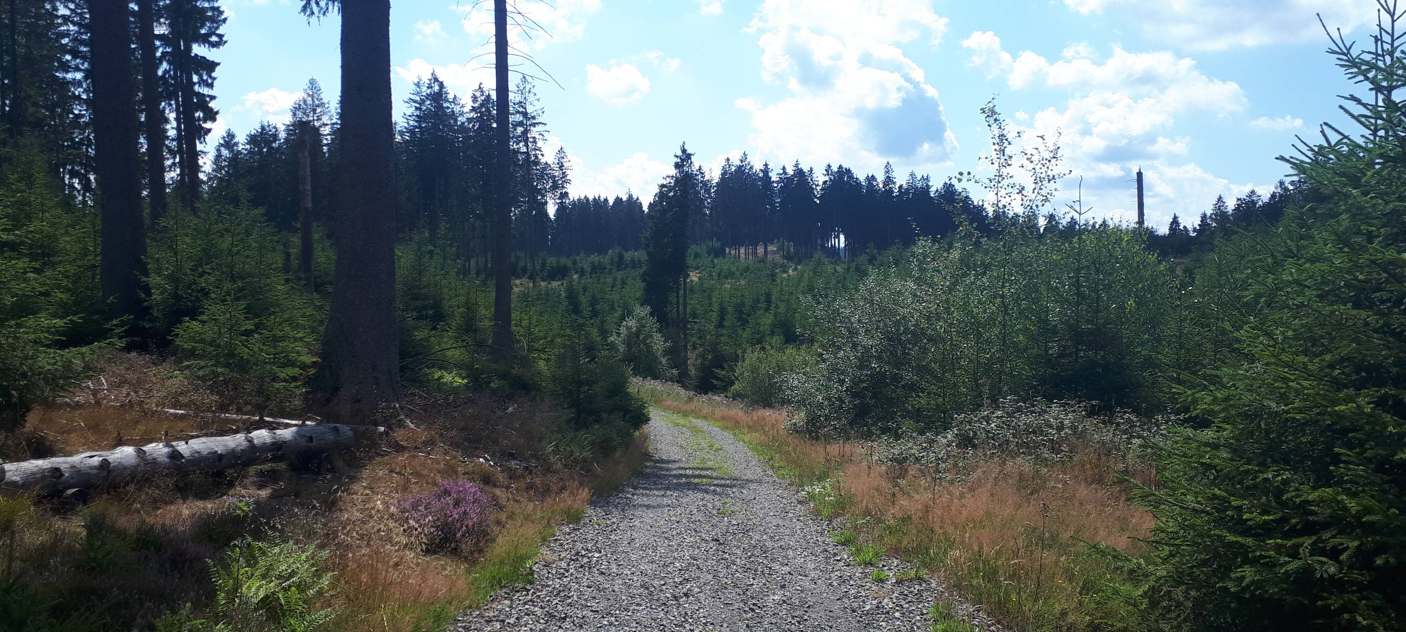 So soll der Arnsberger Wald Wanderziel bleiben