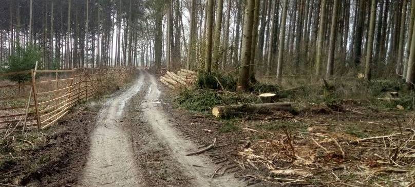 Wandern trotz vieler toter Bäume nicht gefährlich