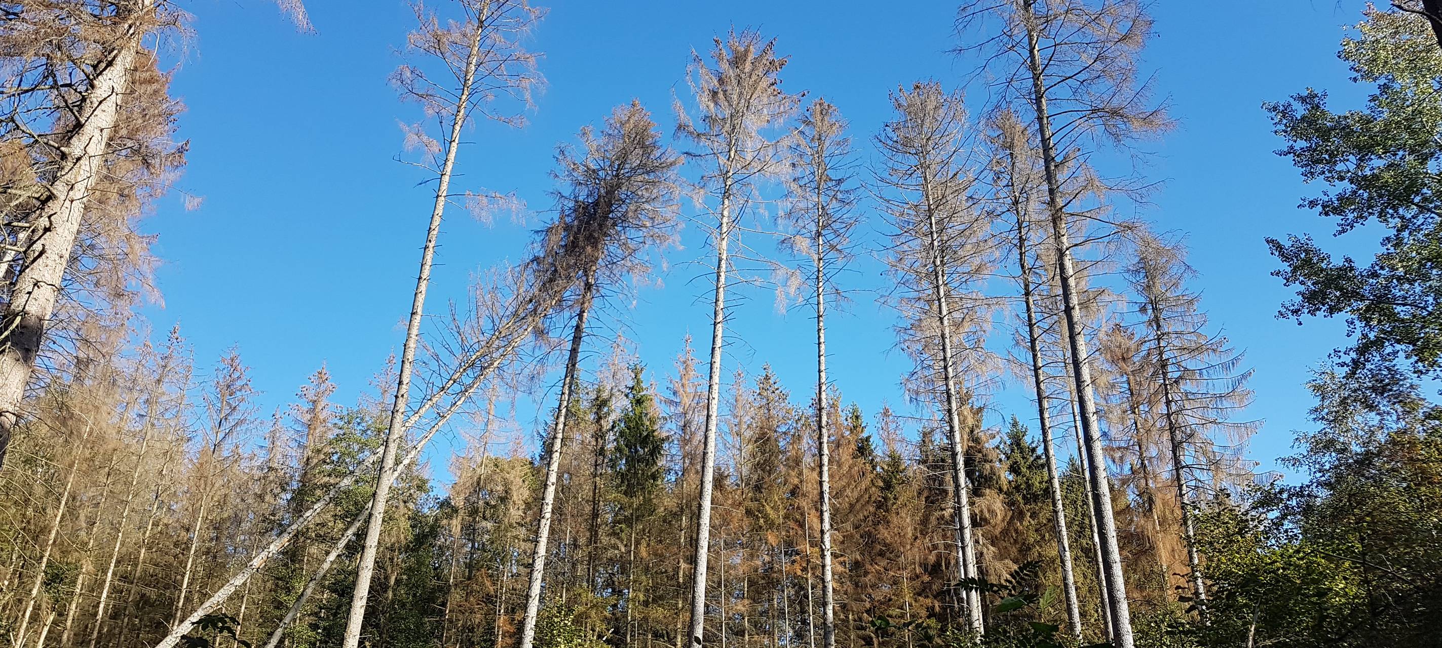 Bäume im Wald