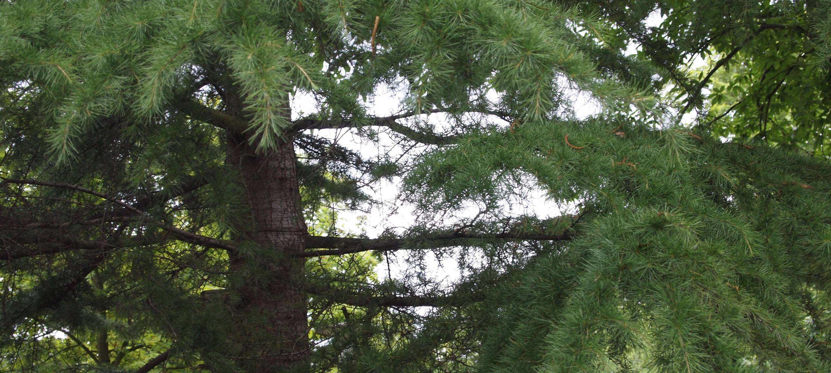 Saatgut aus dem Sauerland