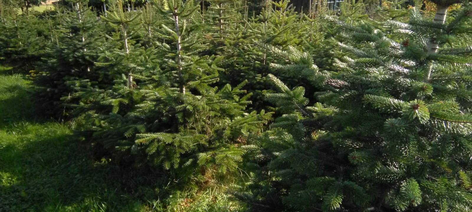 Weihnachtsbaumverkauf