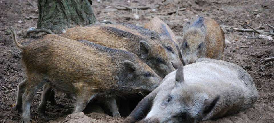 Sauerland: Schutzzäune gegen die Afrikanische Schweinepest