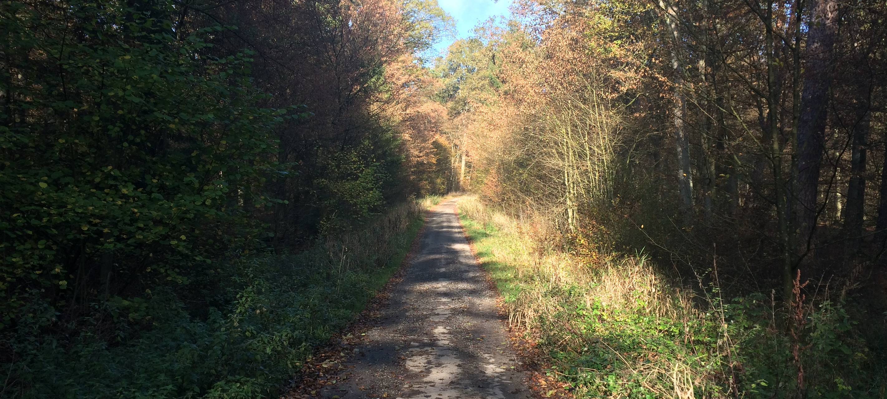 Arnsberger Waldforum