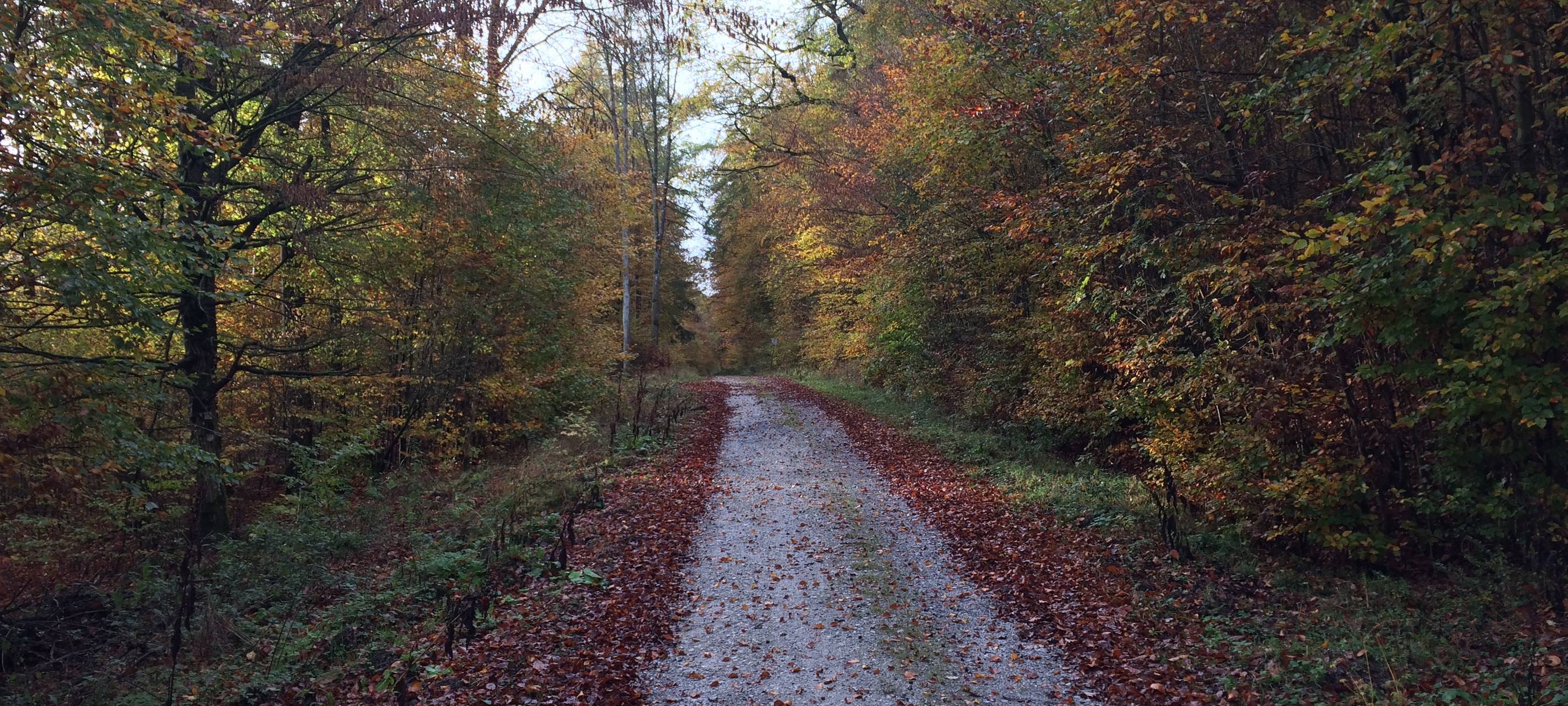 Sauerländer Wälder überwiegend in Privatbesitz