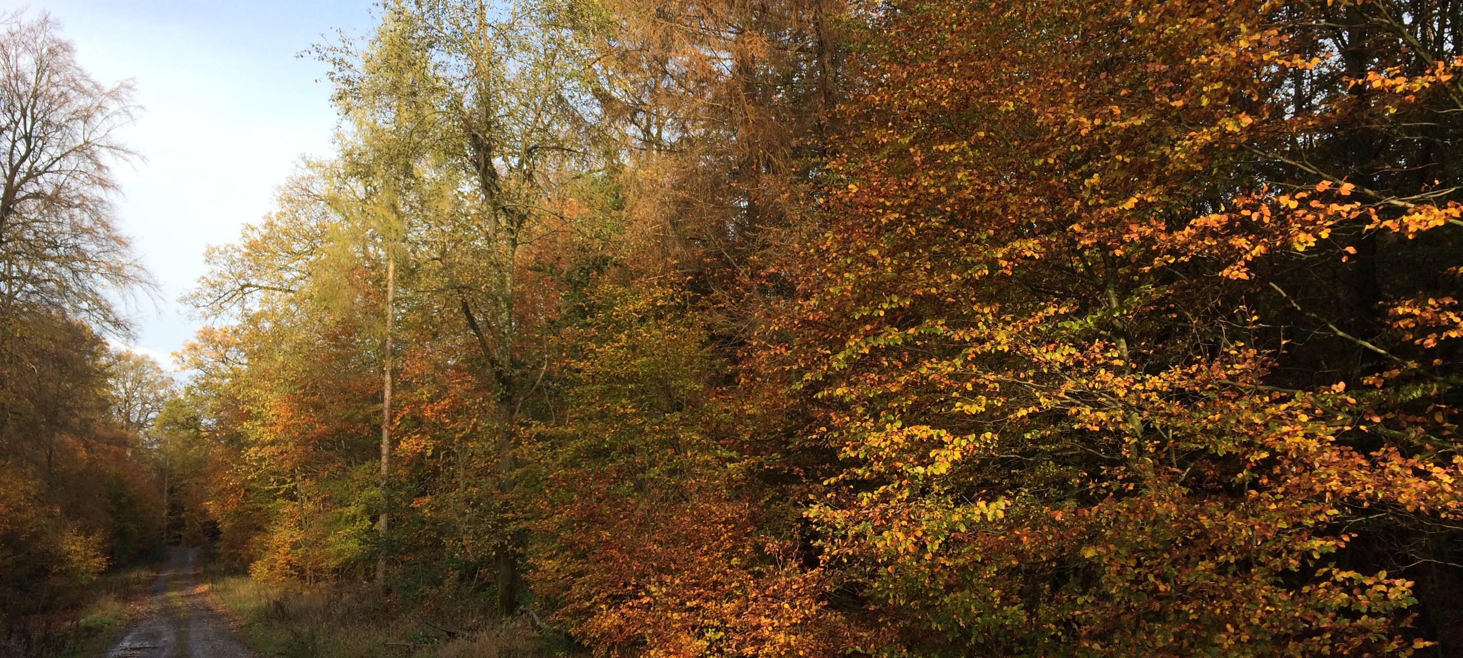Umbau der Wälder im Sauerland