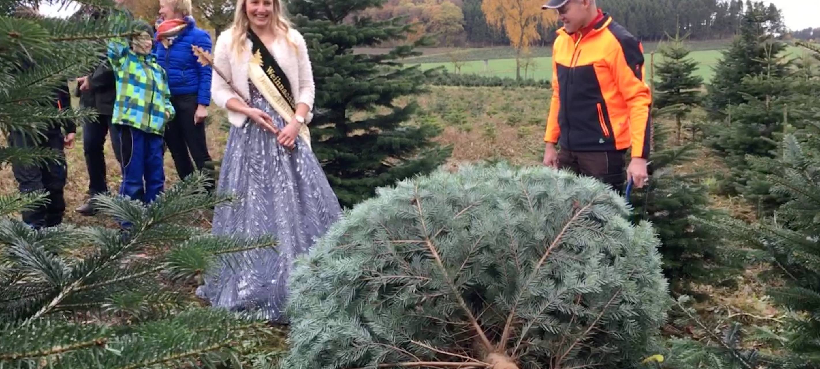 Start der Weihnachtsbaumsaison