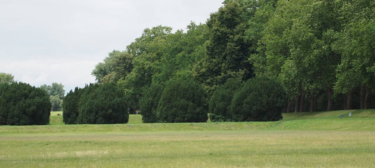 Verdacht: Möglicher neuer Wolf in NRW gesichtet