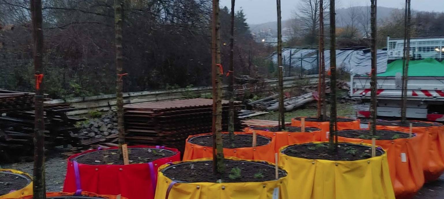 Bäume gegen Falschparker