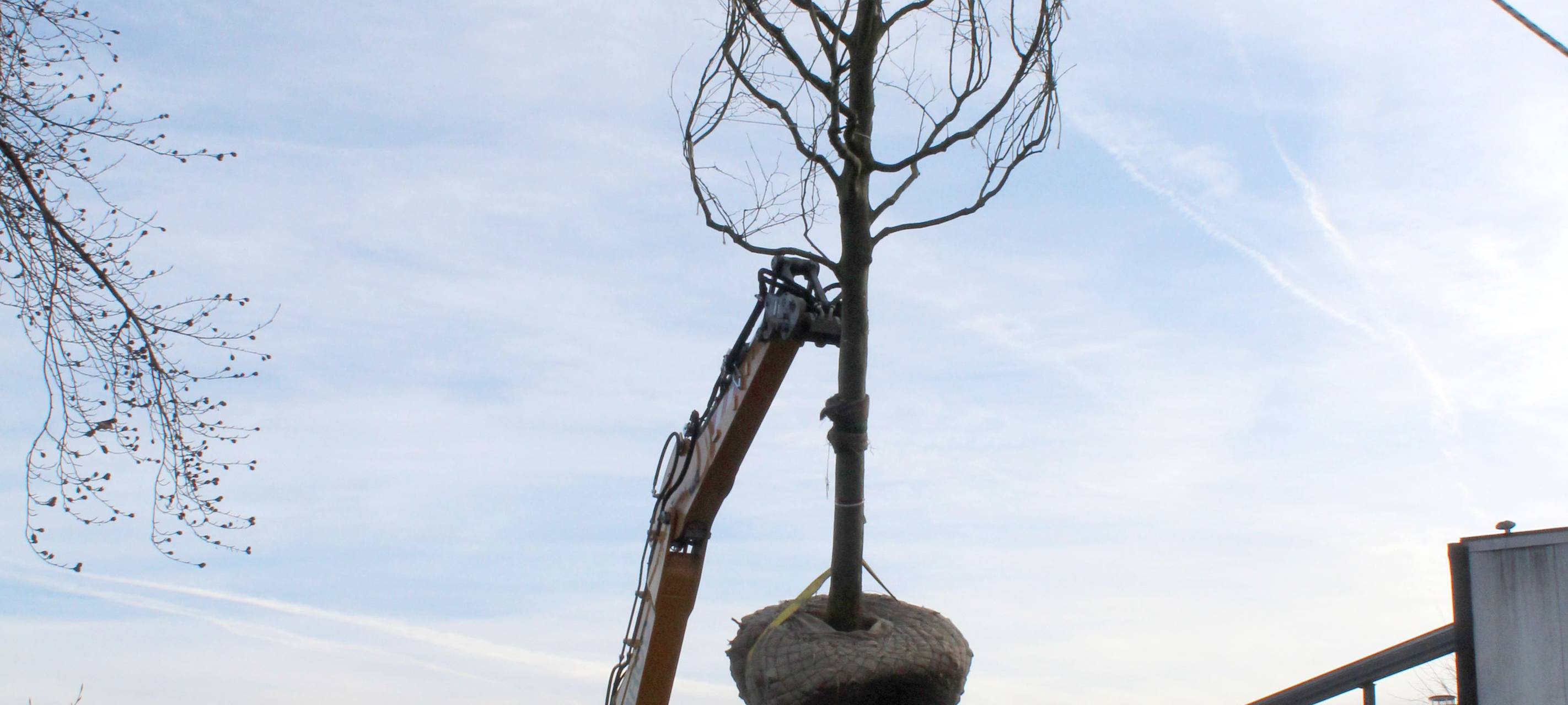 Neue Platane in Meschede