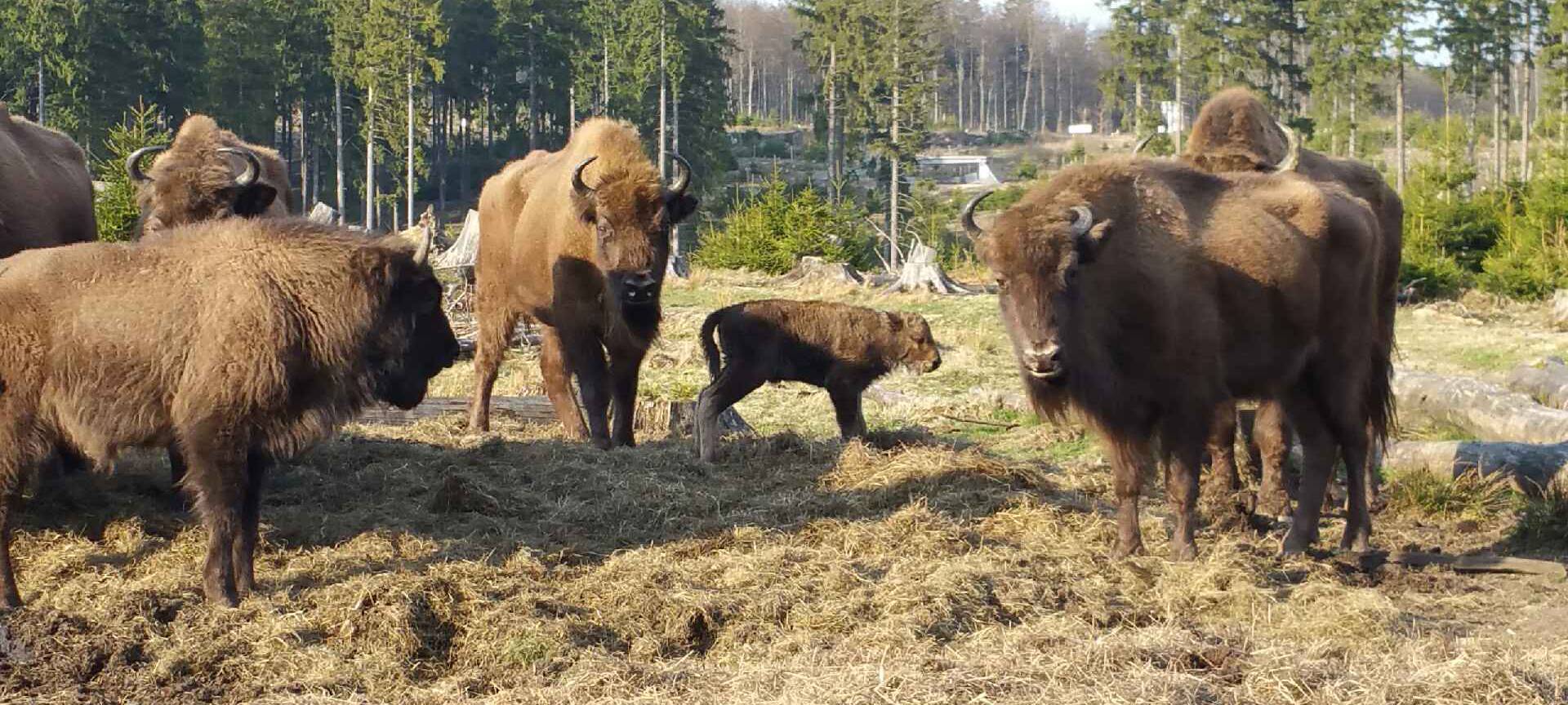 Ministerin will im Wisent-Streit vermitteln