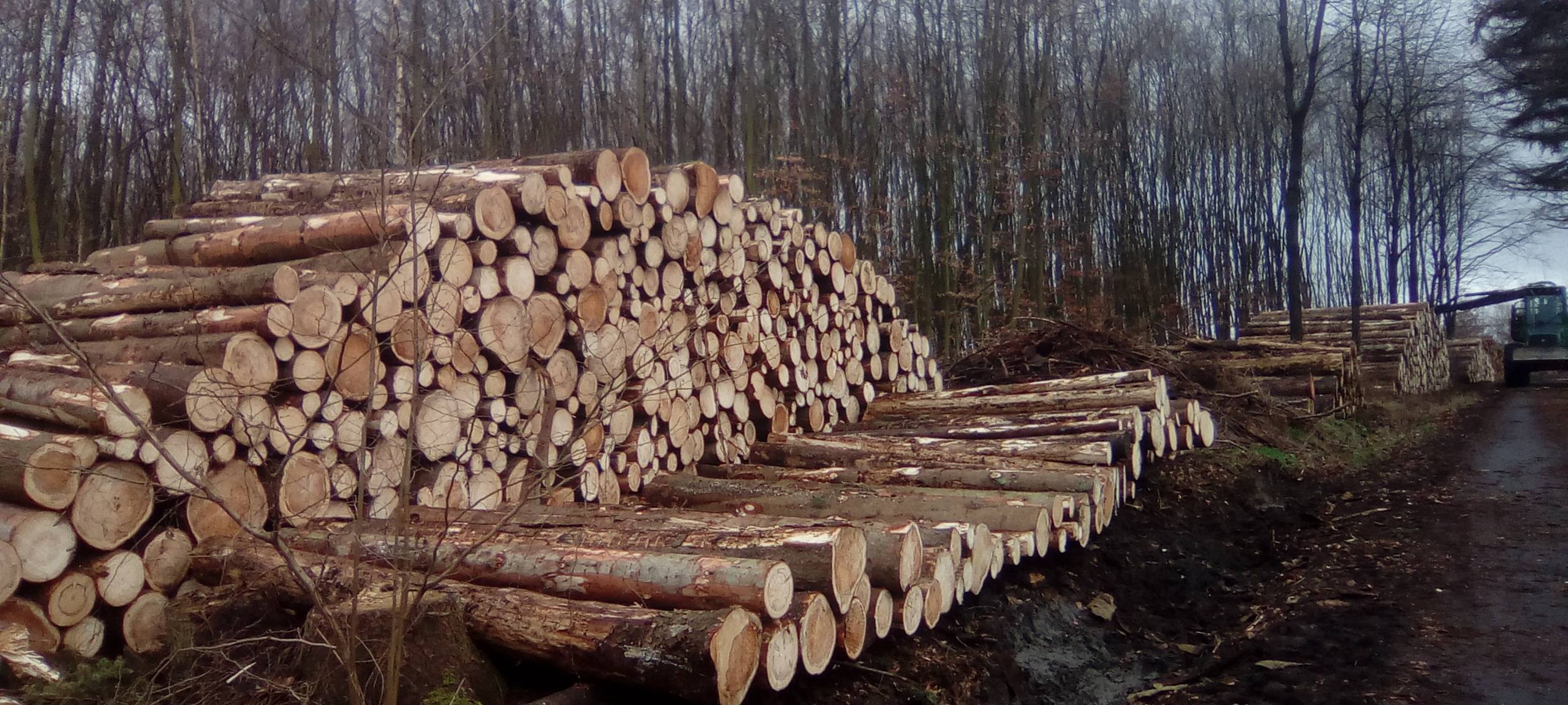 Geld für Sauerländer Waldbesitzer
