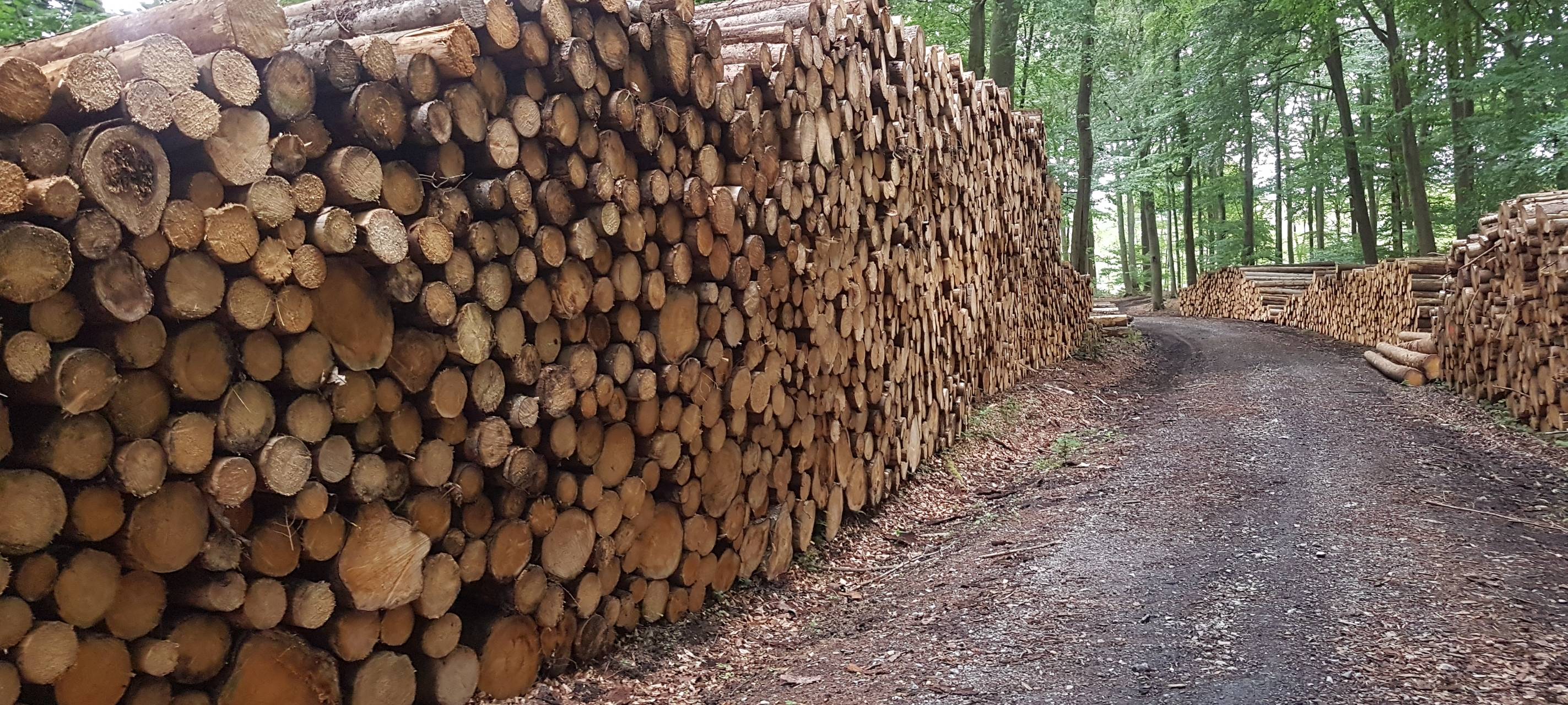 In Arnsberg geht es um den Wald der Zukunft
