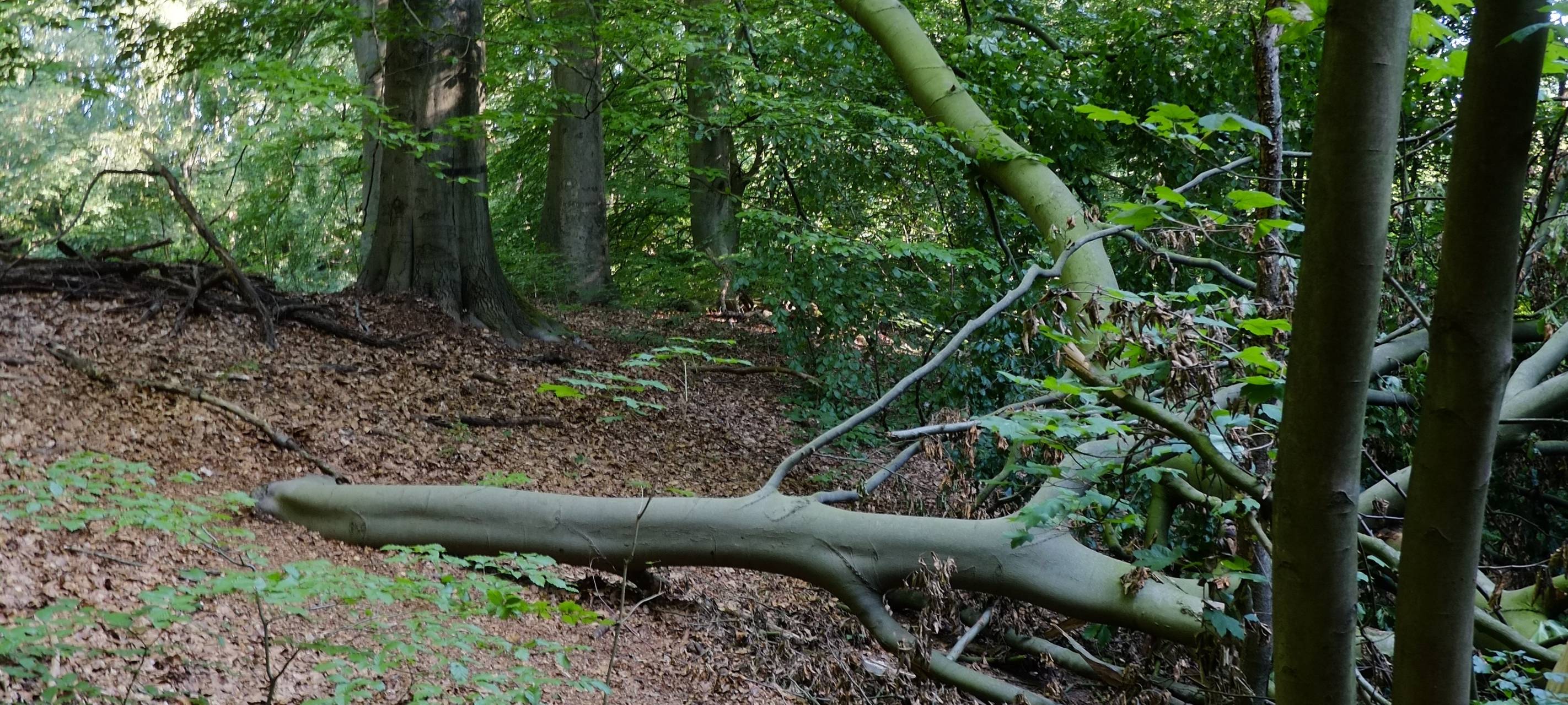 Das Bachtal Langeloh