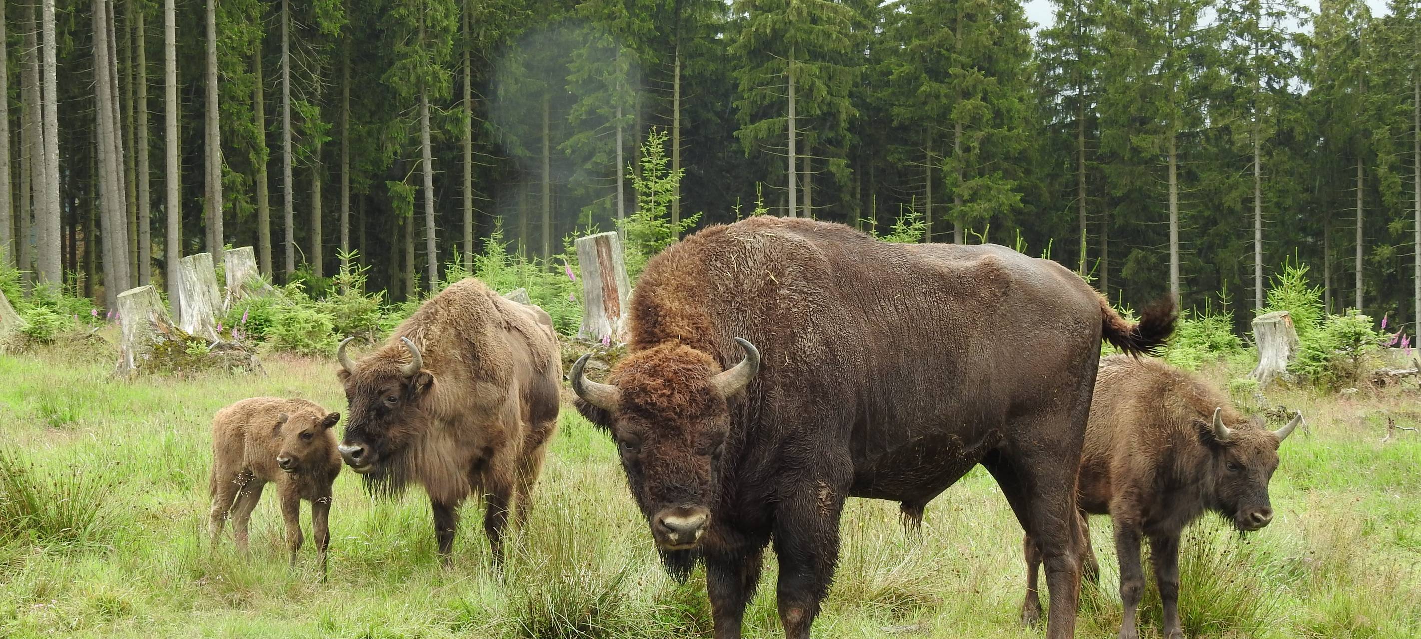 40 Wisente im Rothaargebirge erwarten ihr Schicksal