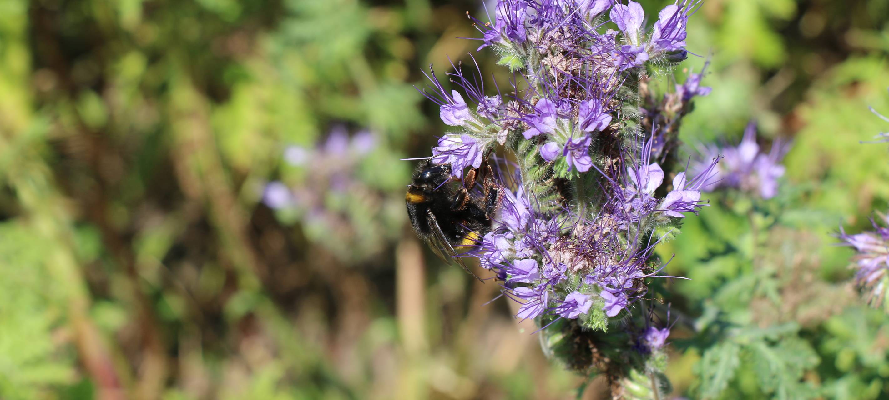 Sauerland: Mithelfen beim Erhalt der Artenvielfalt