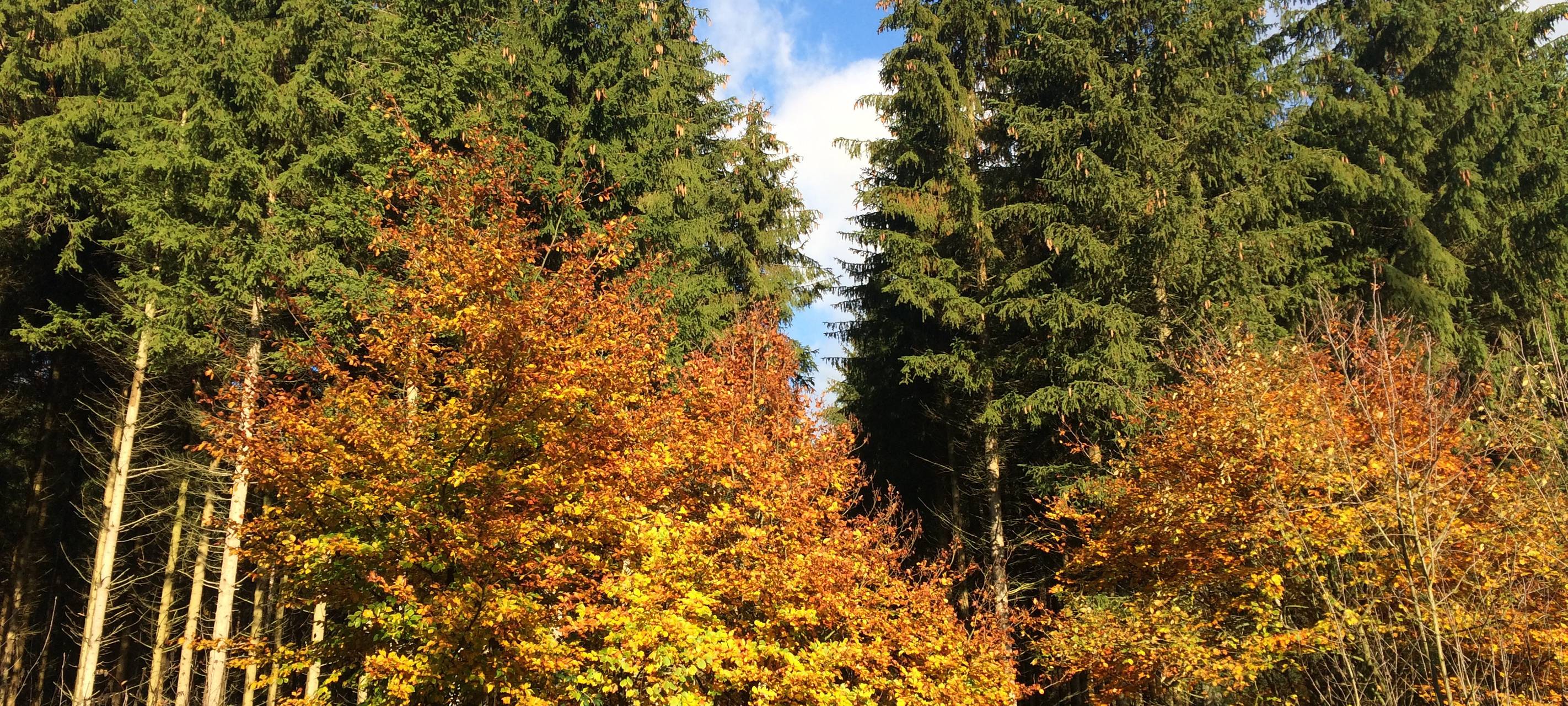 Im Sauerland wird heute aufgeforstet