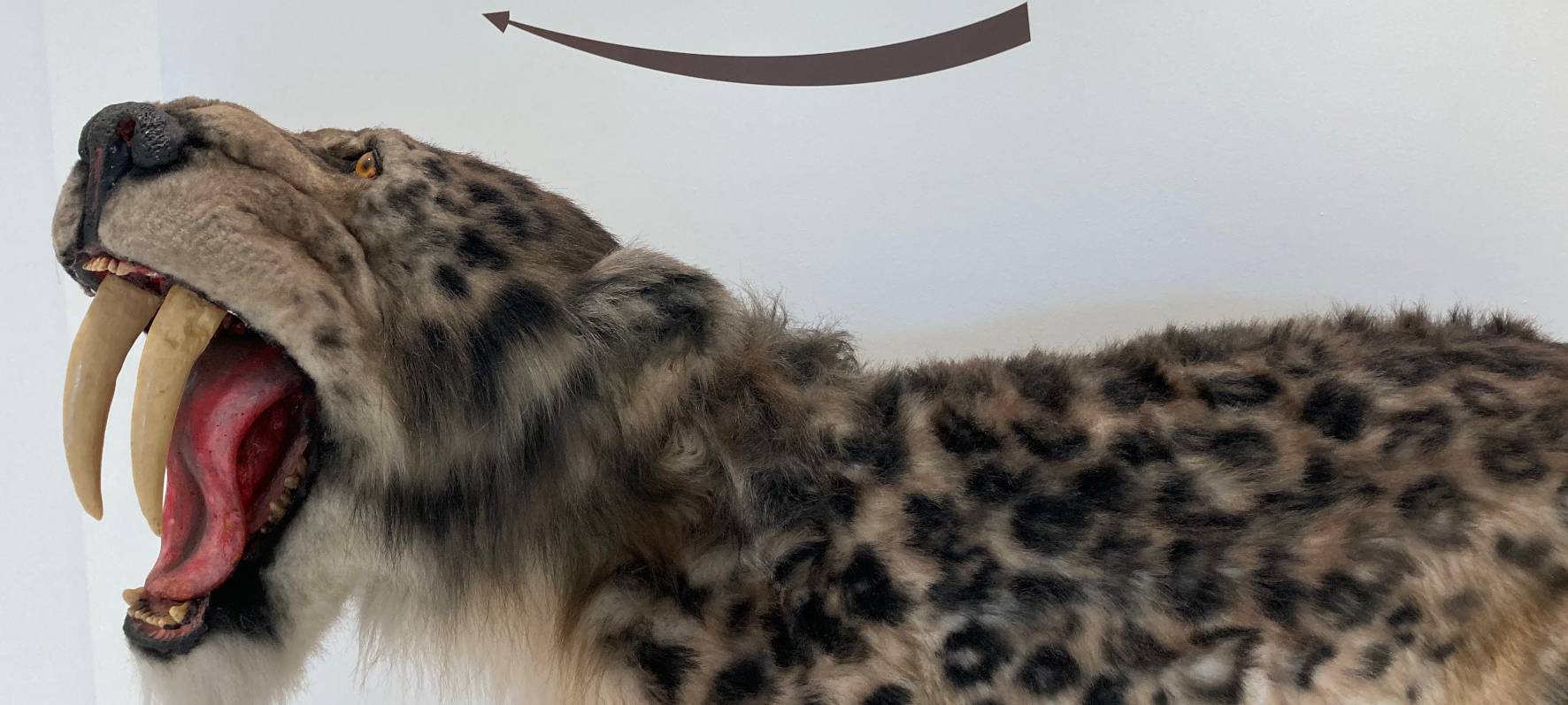 Eiszeitausstellung im Sauerlandmuseum