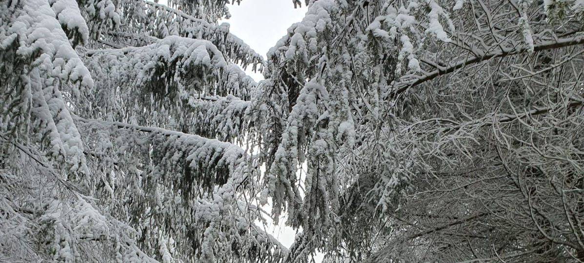 Schneefälle im Sauerland lassen Bäume umstürzen