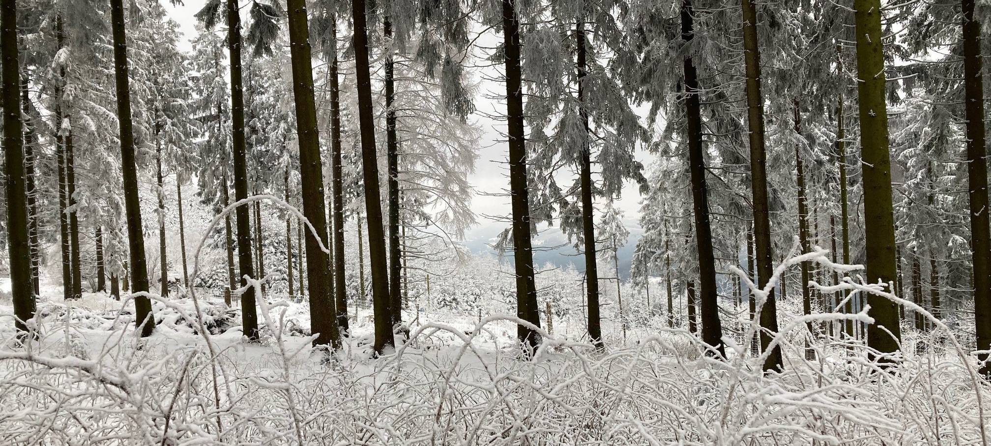 Warnung vor Schneebruch in den Wäldern im Sauerland