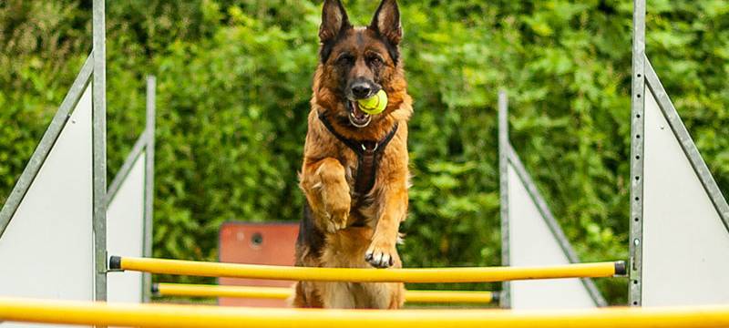 Hundeschulen im Sauerland helfen zur Not online