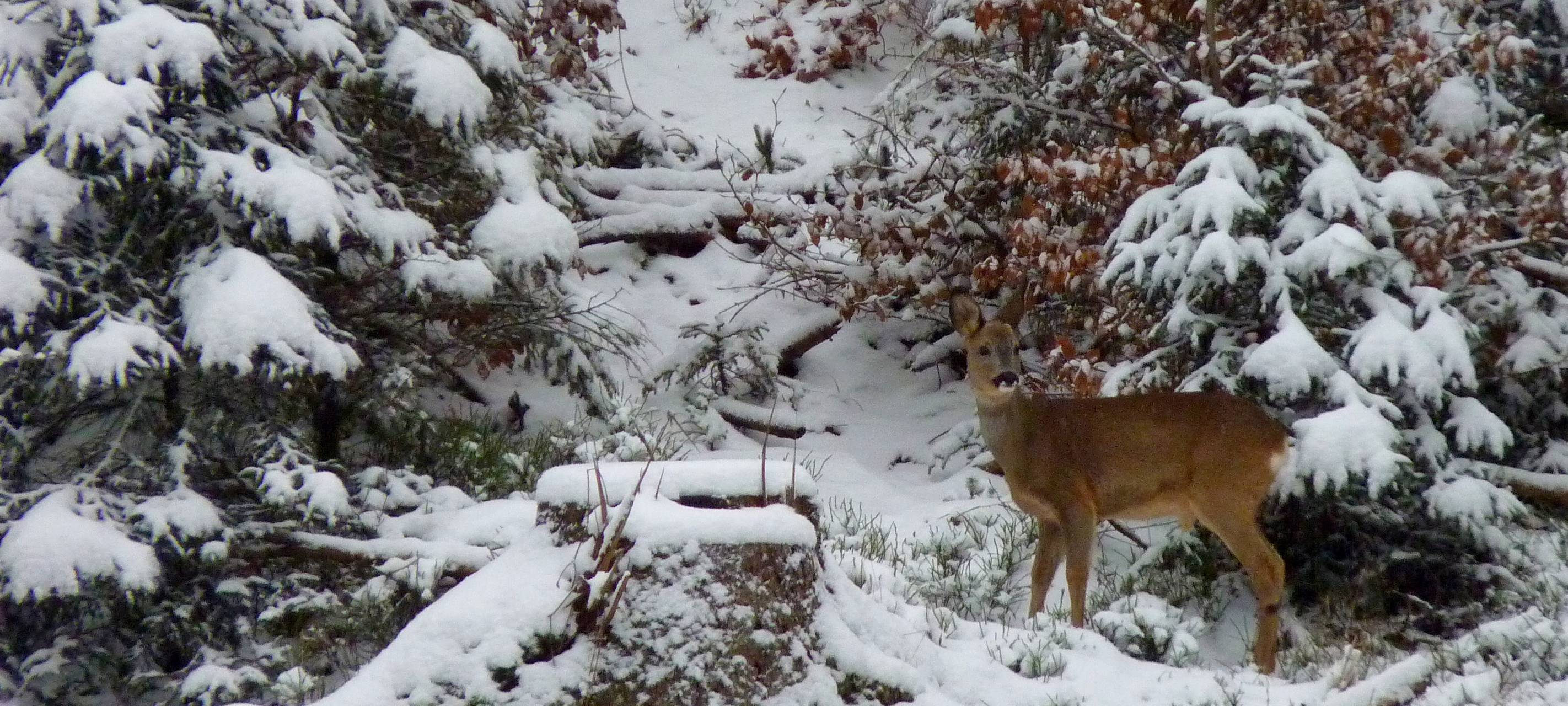 Waldbesucher sollen Rücksicht auf Tiere nehmen