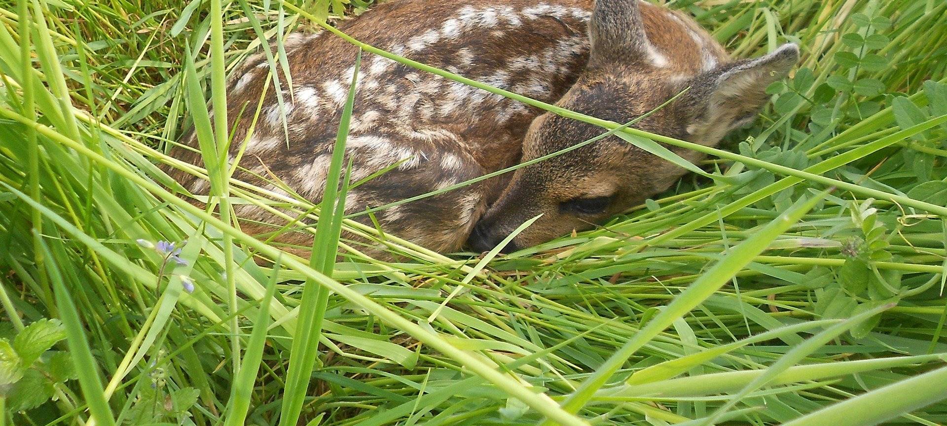 Rehkitzrettung im HSK durch Drohnenprojekt für Schüler