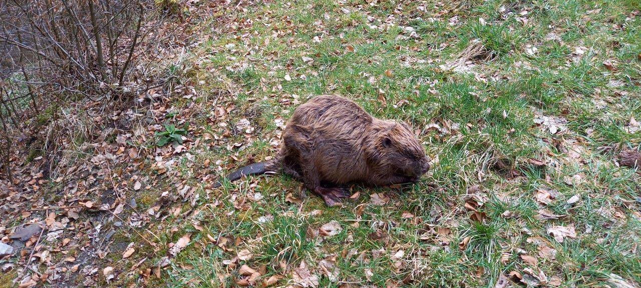 Der Biber ist wieder im Arnsberger Wald