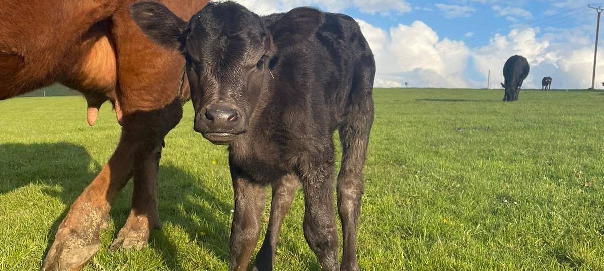 Bürgeraktie für ökologische Landwirtschaft im Sauerland