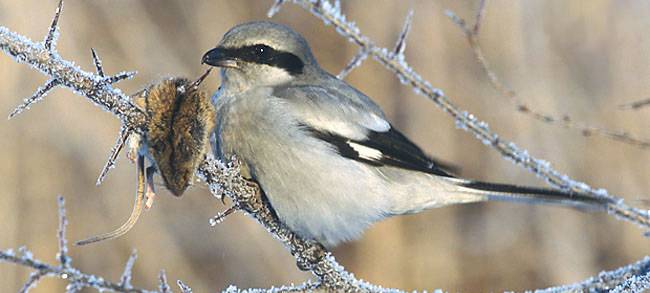 Viele Einwendungen gegen Vogelschutzgebiet im HSK