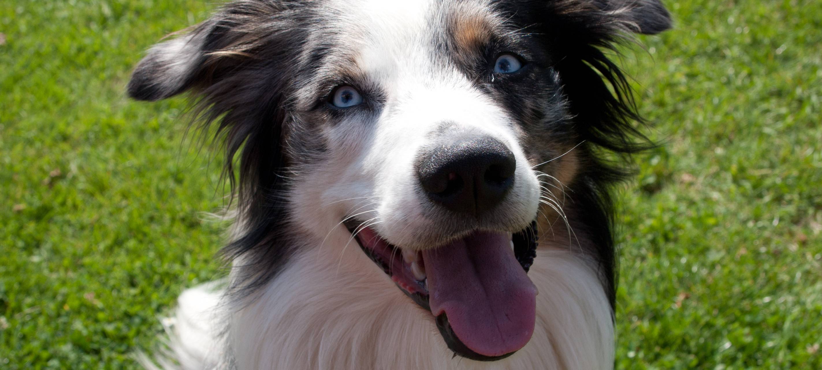 Wir sind Schuld am Hundeblick